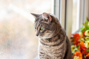 Sad gray cat sits at the window and looks out into the street frozen glass against the background of autumn leaves. Pet theme with space to copy
