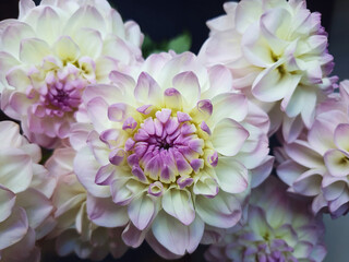 Dahlia pinnata, flower close up