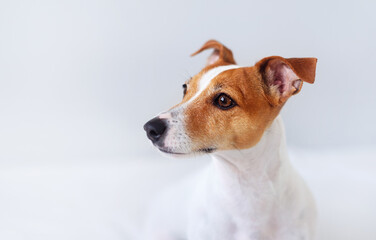 Portrait of a dog, jack russell terrier looking to the left