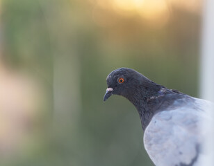 Portrait of a pigeon, dove