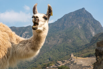 マチュピチュのリャマ