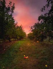 Sunrise on foggy morning - Romac Orchard, Acton, Maine.