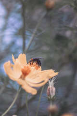 Beautiful cosmos flowers in the garden