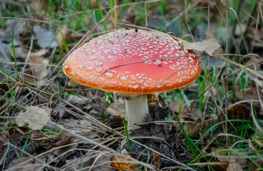 fly agaric mushroom with red cap in autumn forest
