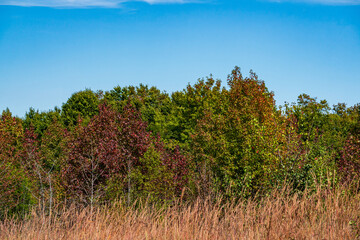 Fototapeta premium Autumn Forest