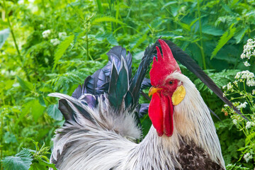 Hahn - Gockel - Hühner - frei