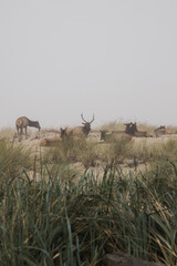 Naklejka premium Bull Elk Herd on Foggy Beach