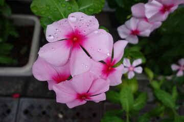 雨に濡れたピンクの日日草の花