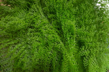 Fresh Small Green Leaf Background