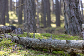 Broken tree in the forest