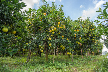 Lush fruit trees and oranges ready to ripen in the plantation