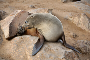 Portrait of funny Cape Fur Seal (Arctocephalus pusillus) grooming itself, scratching nose with fins (hind flipper), Cape Cross Seal Reserve, Skeleton Coast, Namibia, Africa