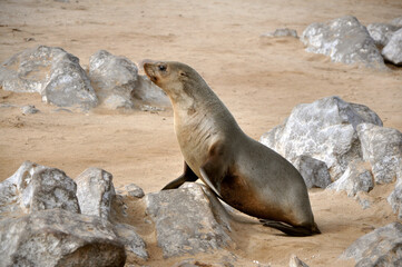 Young Cape Fur Seal (Arctocephalus pusillus) sitting on the stone at Cape Cross Seal Reserve, Skeleton Coast, Namibia, Africa