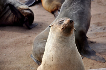 Obraz premium Portrait of Cape Fur Seal (Arctocephalus pusillus) sleeping at Cape Cross Seal Reserve, Skeleton Coast, Namibia, Africa