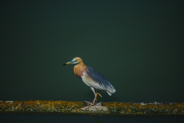 Zoom shot of colorful birds perched on the timber on the emerald water. The river is still with the edges of the picture has a vignette and contrast. Idea for poultry background with copy space.