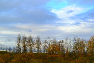 Beautiful autumn forest with colorful trees. Panorama. Northern Europe. October.  

