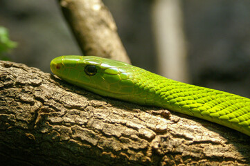 Grüne Schlange auf einem braunen Ast