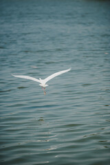 Zoom shot of a white bird flying with reflect on the clear water. The river is still and has a stripe pattern. The edges of the picture have a vignette. Idea for poultry background with copy space.