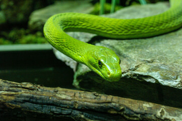 Obraz premium Gewundene grüne Schlange blickt in die Kamera