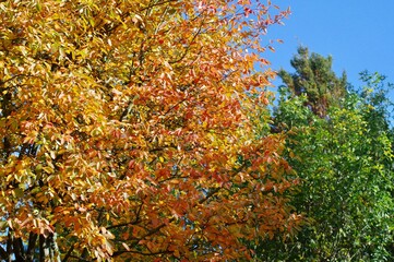 Herbstliche Felsenbirne