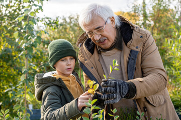 Senior man in warm jacket and gloves showing his grandson leaves of small tree