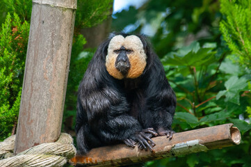 Affe mit weißem Gesicht und dunklem Fell vor grünen Blättern