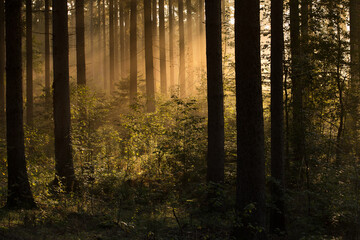 Morgensonne im Herbstwald
