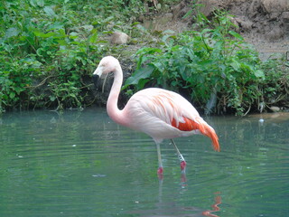 pink flamingo in the water