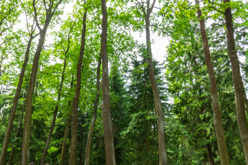 beautiful, natural,green trees,plants,grass during the day in the Park in summer