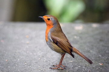 Robin