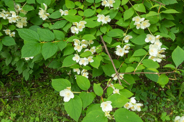 beautiful, natural, with a wonderful aroma of Jasmine flowers on a tree in the summer in the garden,Park