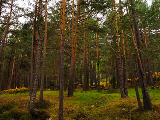 Fototapeta premium Forest of pine trees in Burgos