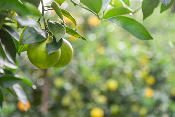 Close-up of unripe Newhall navel oranges in the orchard