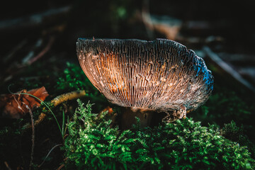 Clitocybe funnels fungus mushroom in colourful autumn forest