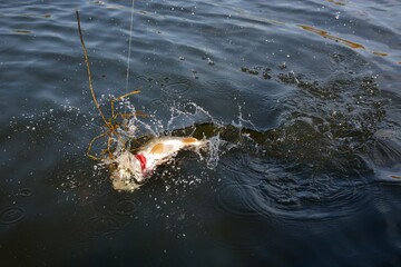 Summer fishing, pike fishing, spinning on the lake