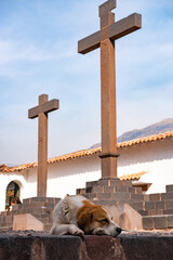 ペルーのアンダワイリリャス・カトリック教会と犬