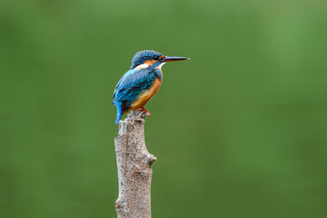 Common Kingfisher (Alcedo atthis) on a branch