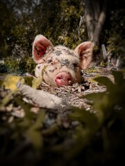 Cerdo bebe