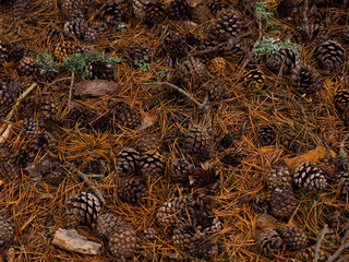 some pinecones lying in the forest 