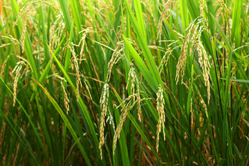 The rice whole grain