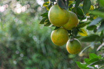 Close-up of unripe Newhall navel oranges in the orchard