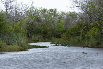 Everglades