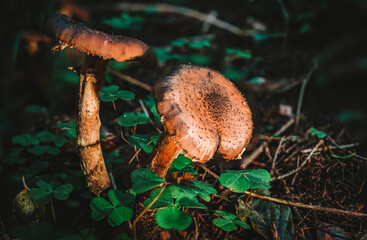 Armillaria ostoyae dark common honey fungus mushroom in colourful autumn forest