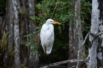 Garza blanca