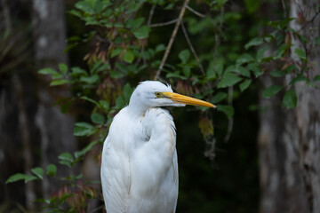 Garza blanca