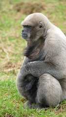 Brauner Wollaffe (Lagothrix lagotricha), Ecuador