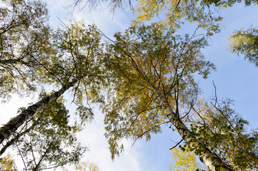 branches against sky