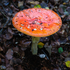 Mushrooms in the forest.