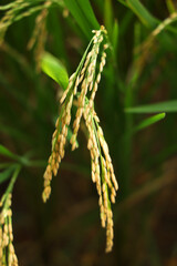 The rice whole grain