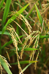 The rice whole grain